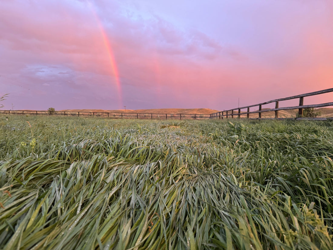 2025 Sweetgrass Harvest