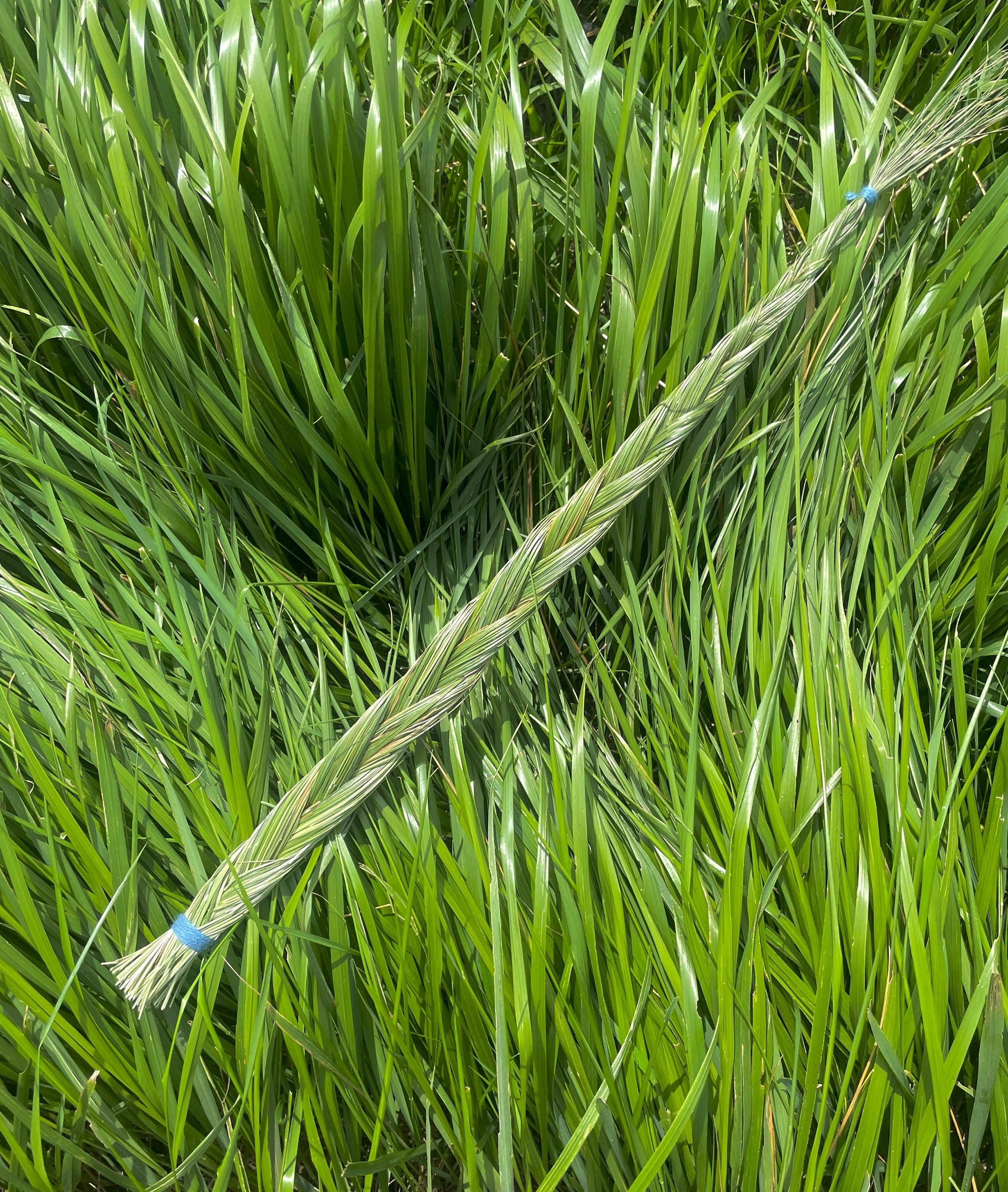 Sweetgrass Braid | MeadowlarkApothecary | Montana Grown – Meadowlark ...
